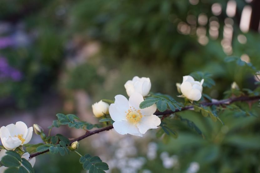  - Rosa omeiensis pteracantha
