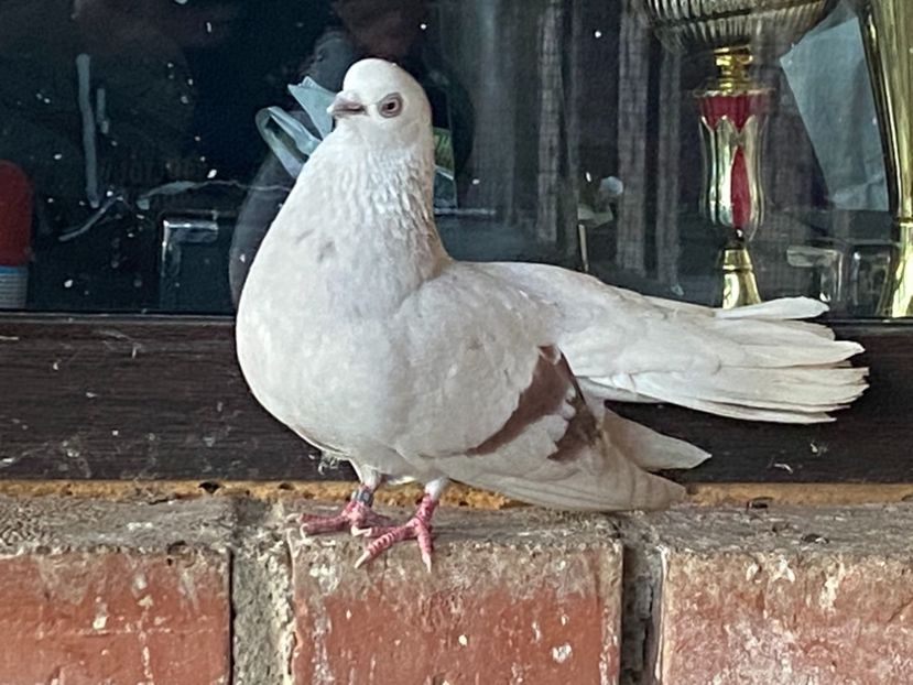 7690DE8B-2AA3-4572-9041-DFDA055CAC7C - Zburători Argintii