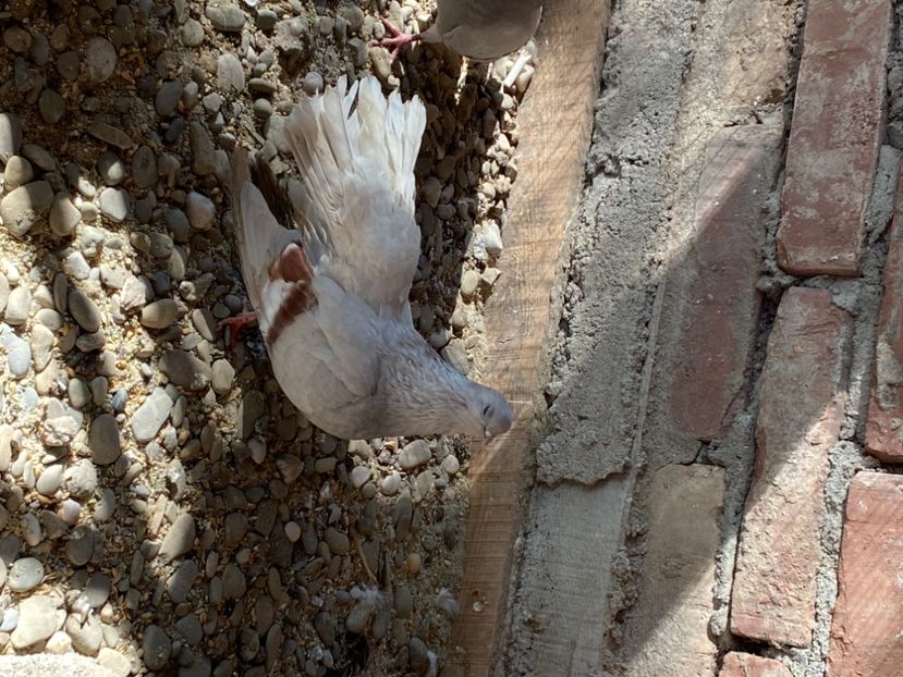 0AD604AC-6CA7-463C-B710-D056B25B79A1 - Zburători Argintii