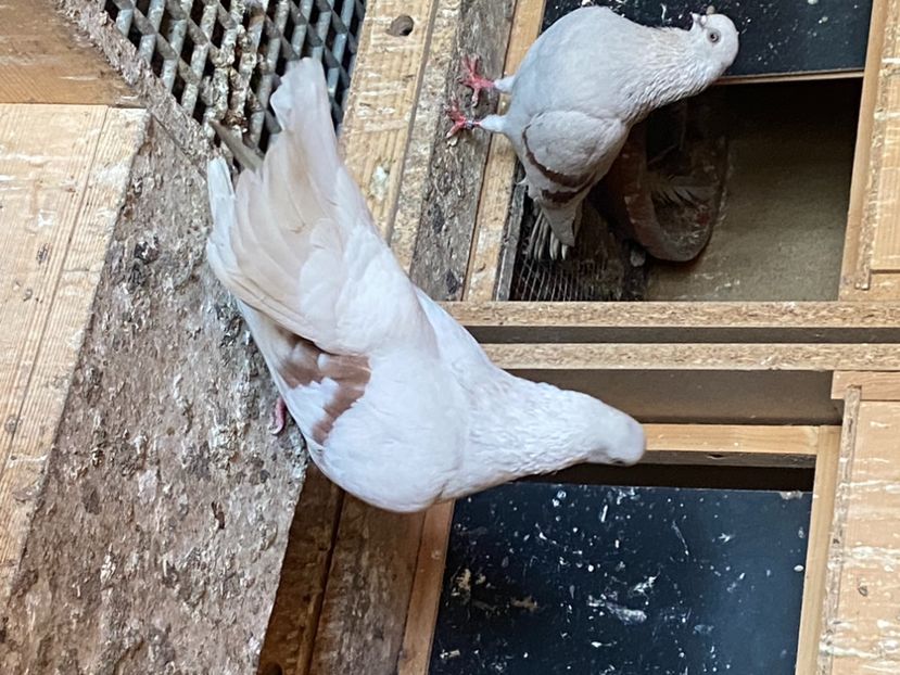 043FA659-71F2-48B2-95B6-766E5B3ECB70 - Zburători Argintii