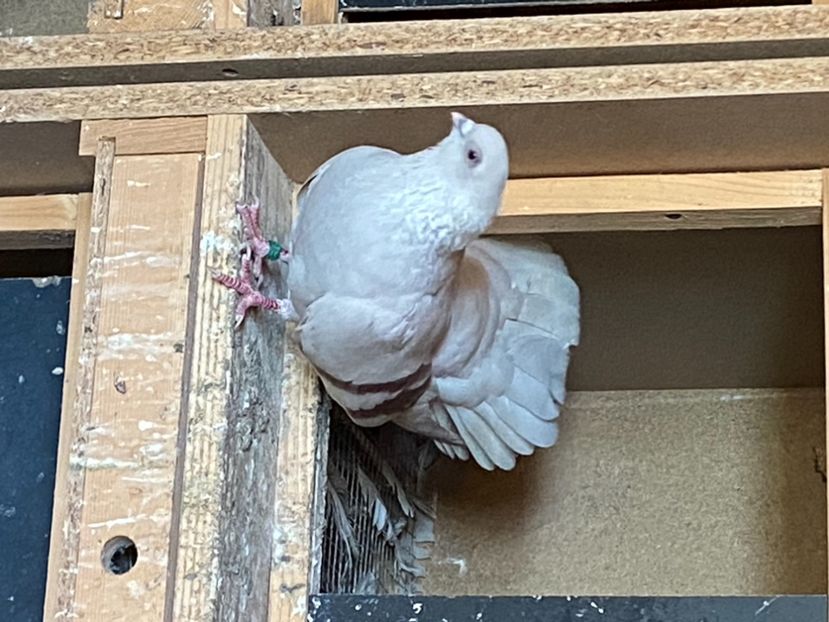 0388F8F6-6E74-44E7-9D1E-17603ECE9DA2 - Zburători Argintii