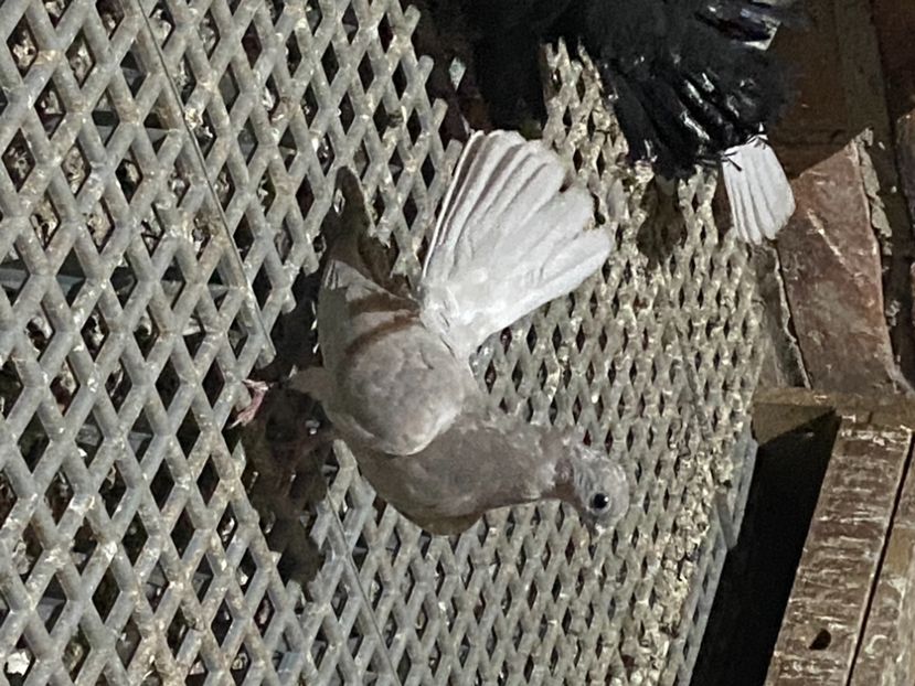 BBB943BC-662F-4DAD-BC91-63BF418CAAD4 - Zburători Argintii