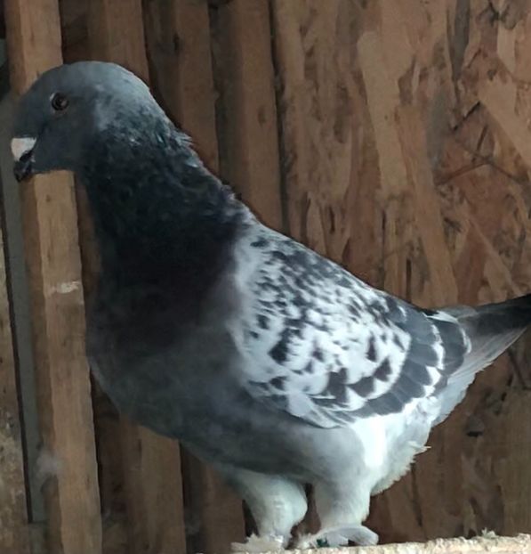 F2019 - Femele pentru 2021