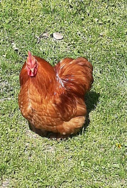  - Conchinchina pitic