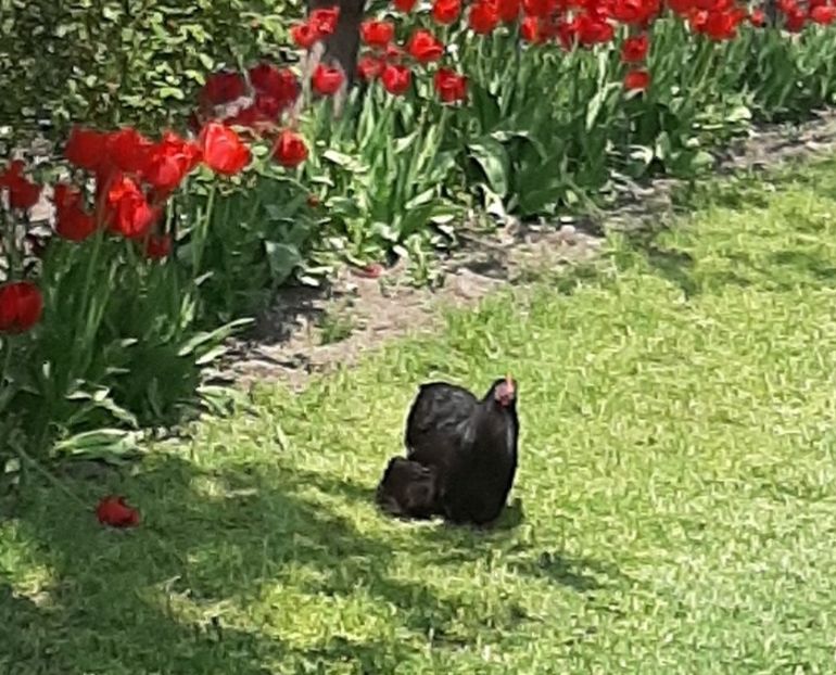  - Conchinchina pitic