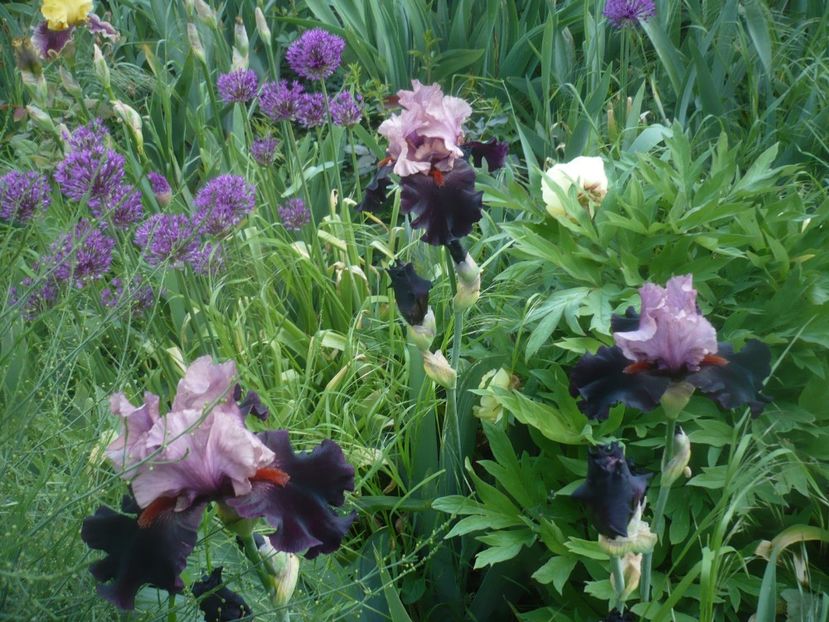 P1470847 - GRADINA 2021