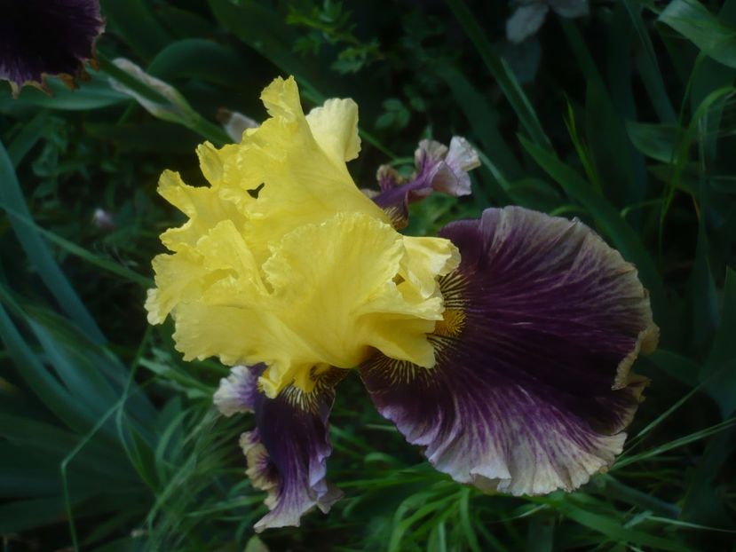 P1470849 - GRADINA 2021