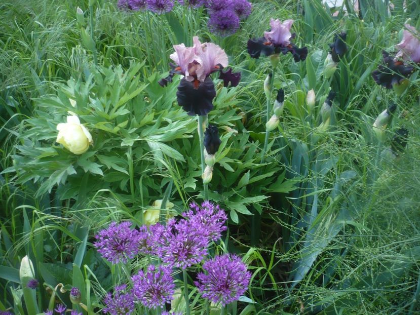 P1470850 - GRADINA 2021