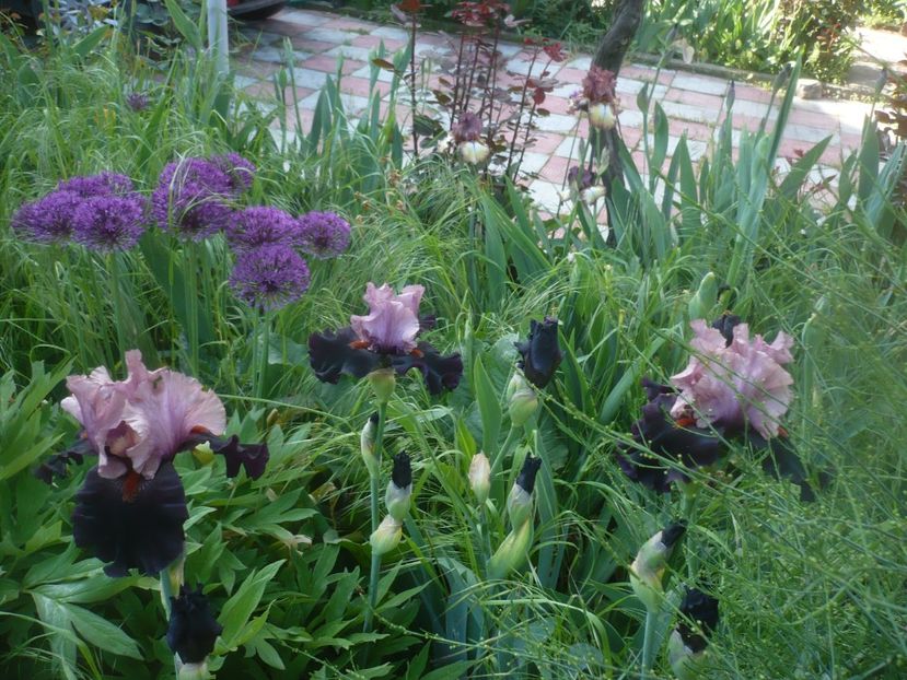 P1470851 - GRADINA 2021