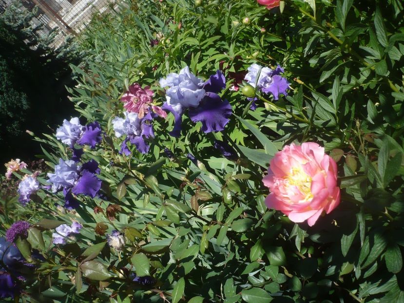 P1470853 - GRADINA 2021