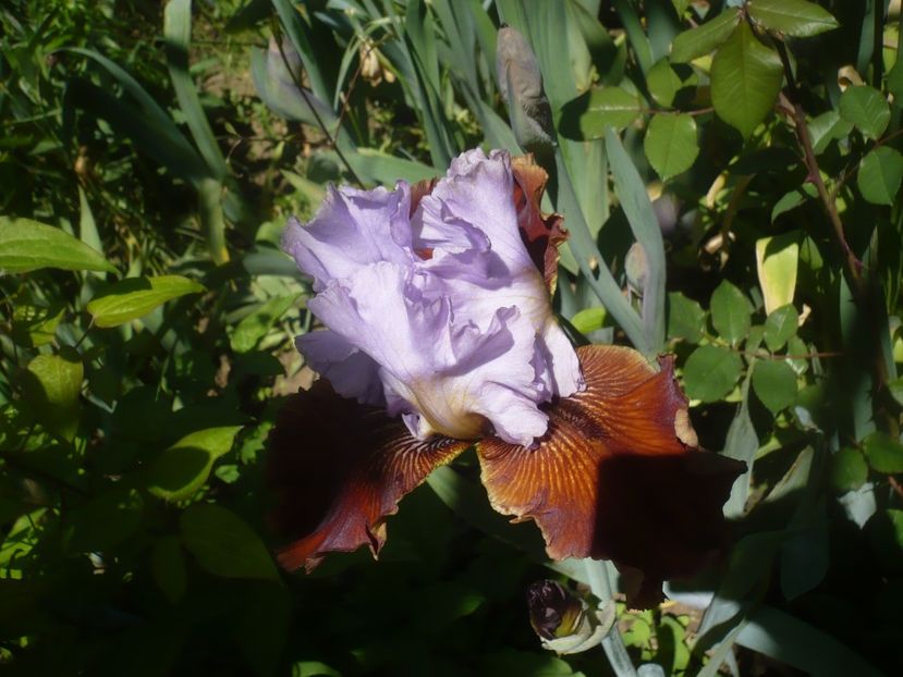 P1470855 - GRADINA 2021