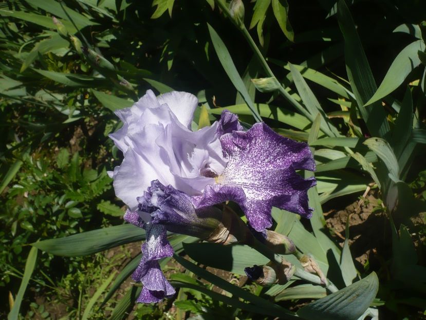 P1470857 - GRADINA 2021