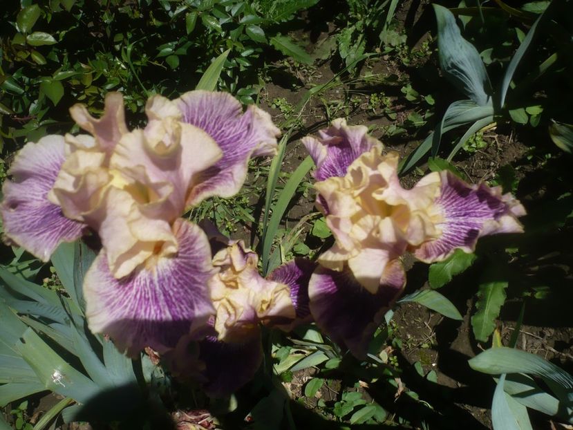 P1470859 - GRADINA 2021