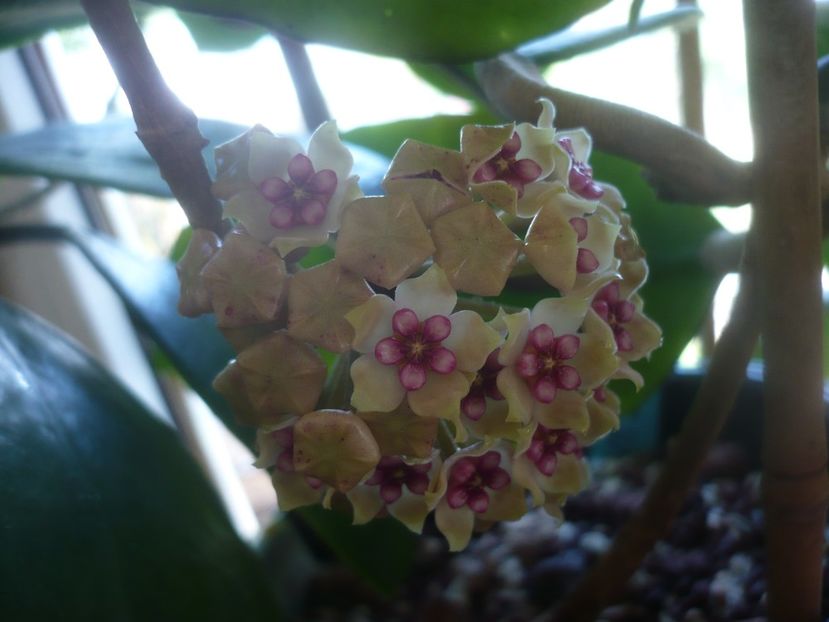 15.05.2021 - HOYA 2021-1