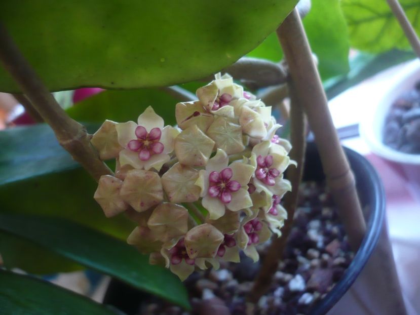 P1470869 - HOYA 2021-1
