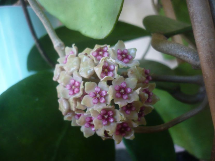 P1470870 - HOYA 2021-1