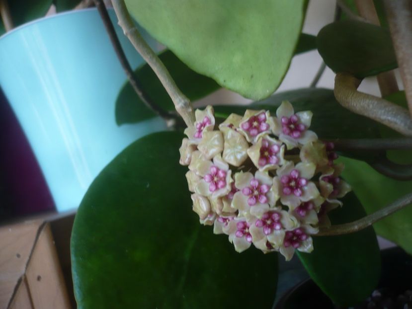 P1470871 - HOYA 2021-1