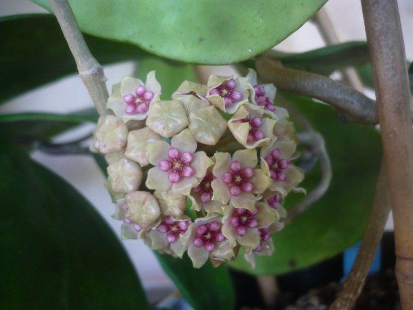 P1470872 - HOYA 2021-1