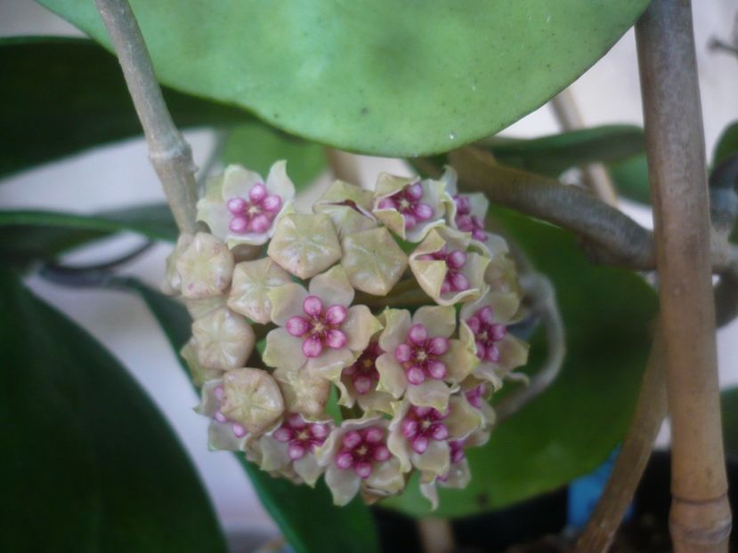 P1470873 - HOYA 2021-1