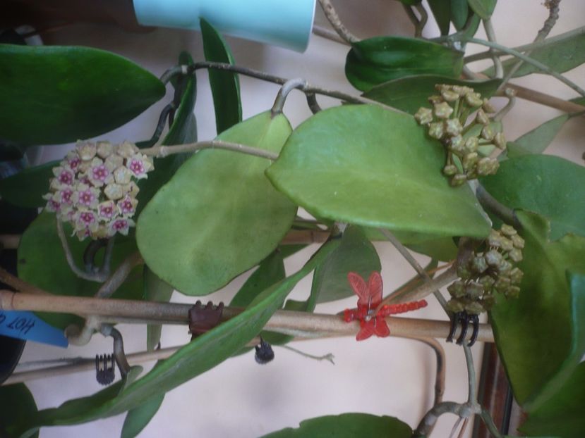 P1470874 - HOYA 2021-1