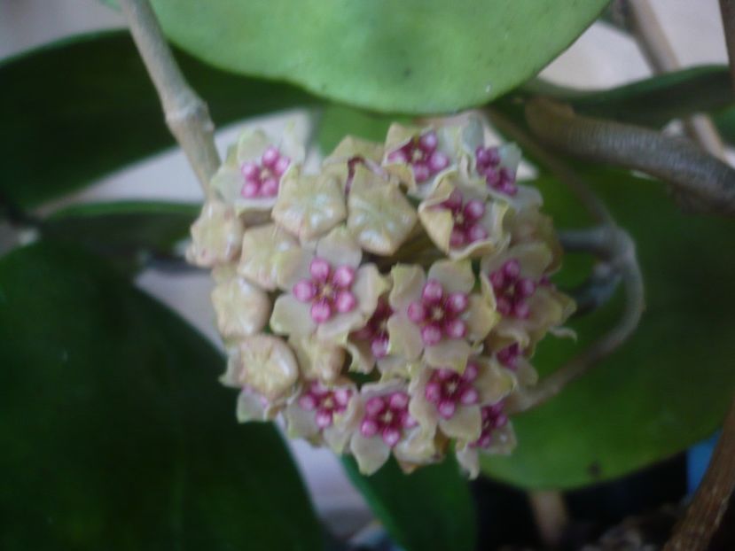 P1470875 - HOYA 2021-1