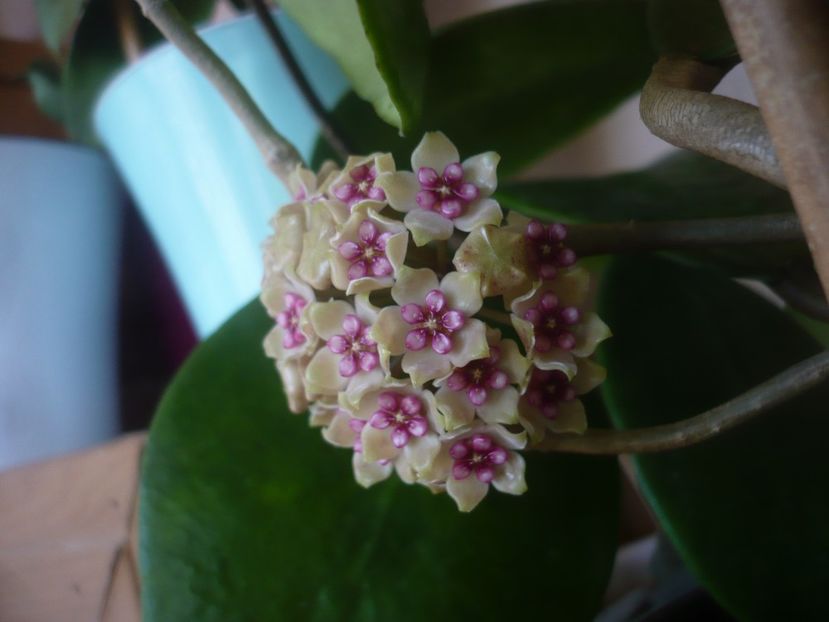 P1470877 - HOYA 2021-1