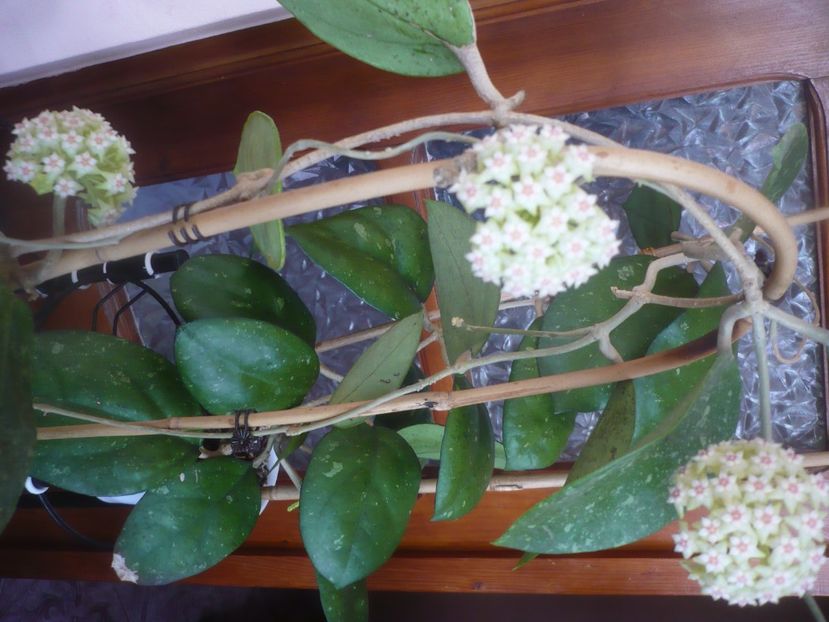 P1470878 - HOYA 2021-1