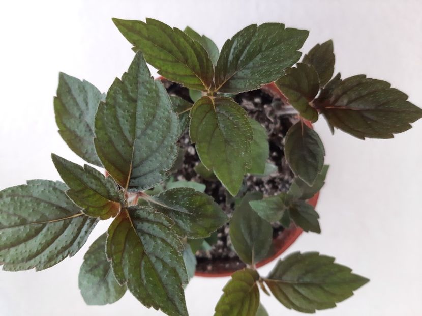 Ice Tea - achimenes-2021