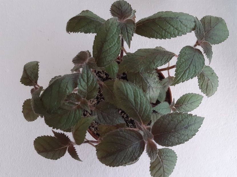 Camille Brozzoni - achimenes-2021