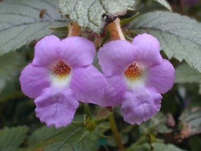 Camille Brozzoni - achimenes-2021