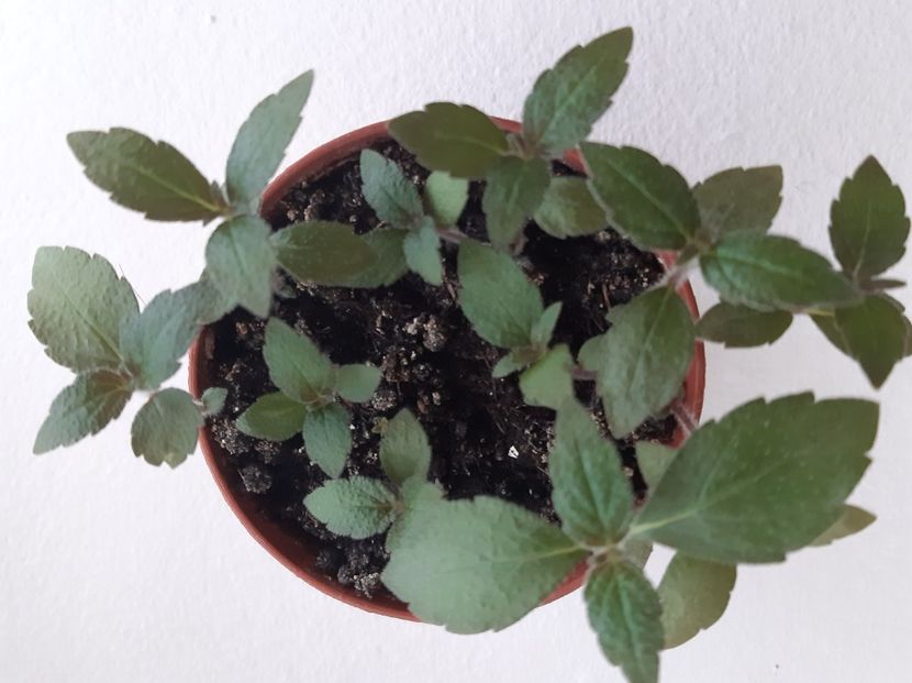 Annie Belle - achimenes-2021