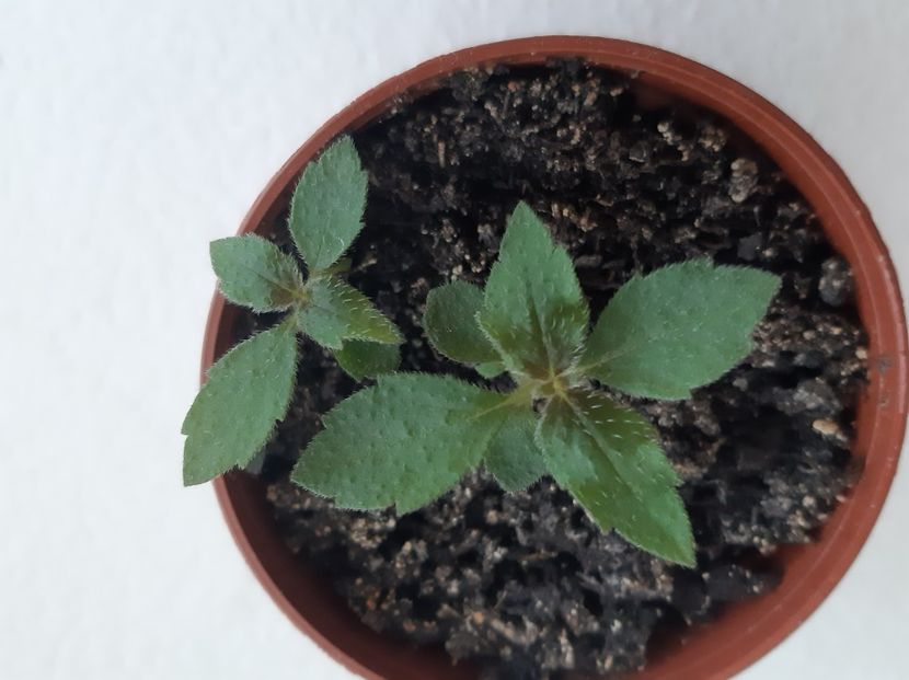 amour - achimenes-2021