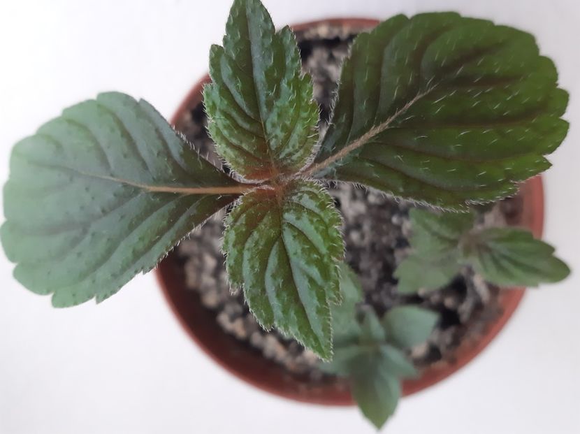 Cherry flow - achimenes-2021