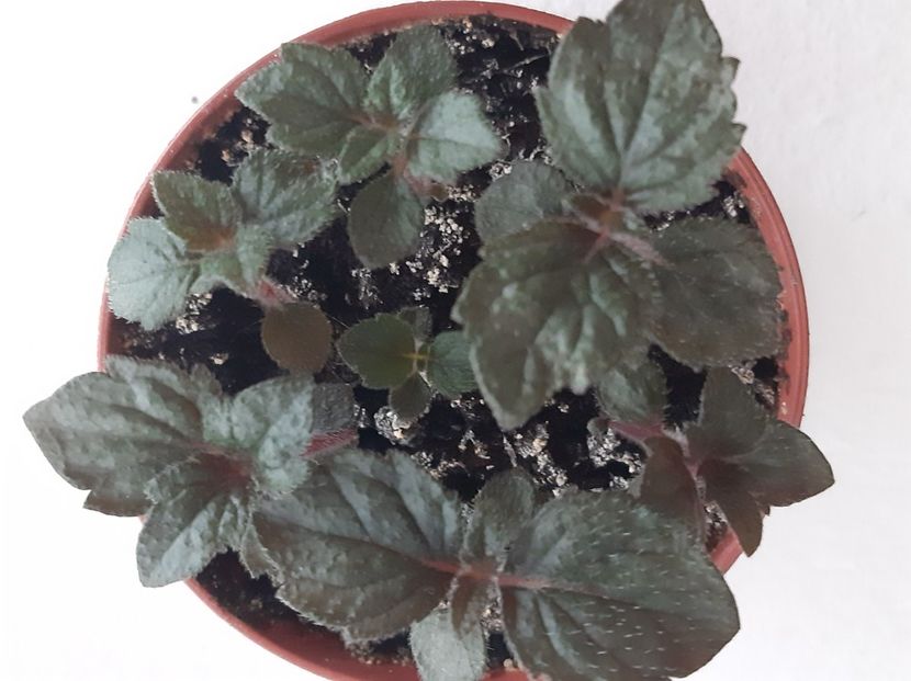 Weinrot elfe - achimenes-2021