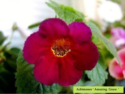 Amazing Grace - achimenes-2021