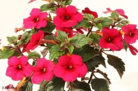 Weinrot elfe - achimenes-2021