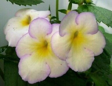 sweet giant - achimenes-2021