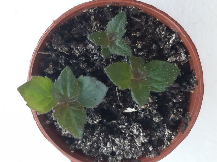 van gogh - achimenes-2021