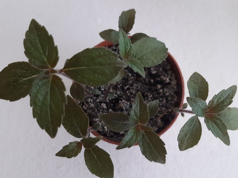 Charity - achimenes-2021