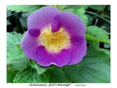 BriD_s Moonlight - achimenes-2021
