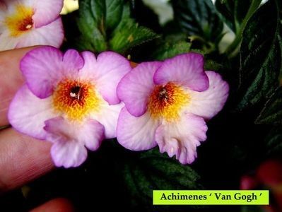 van gogh - achimenes-2021