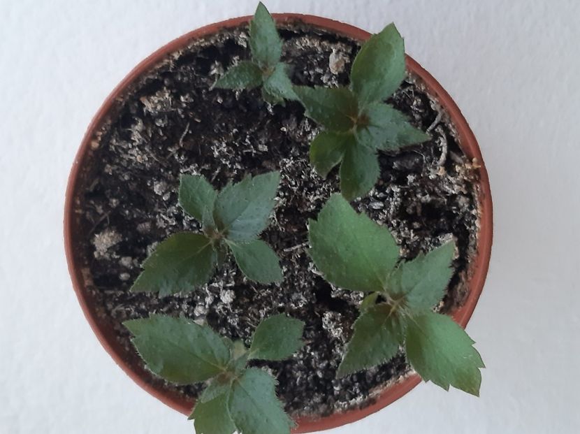 Shy Sun - achimenes-2021