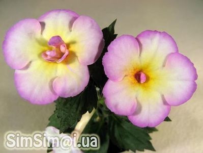 Shy Sun - achimenes-2021