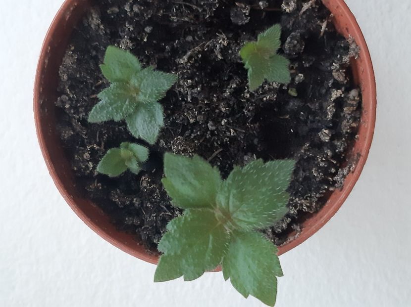 yellow fever - achimenes-2021