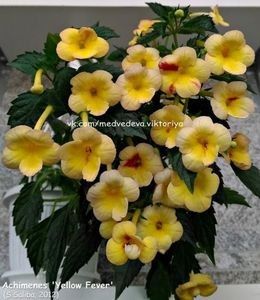 yellow fever - achimenes-2021