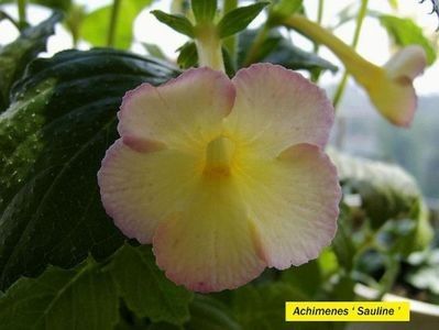 Sauline - achimenes-2021