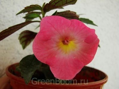 Golden jubilee - achimenes-2021