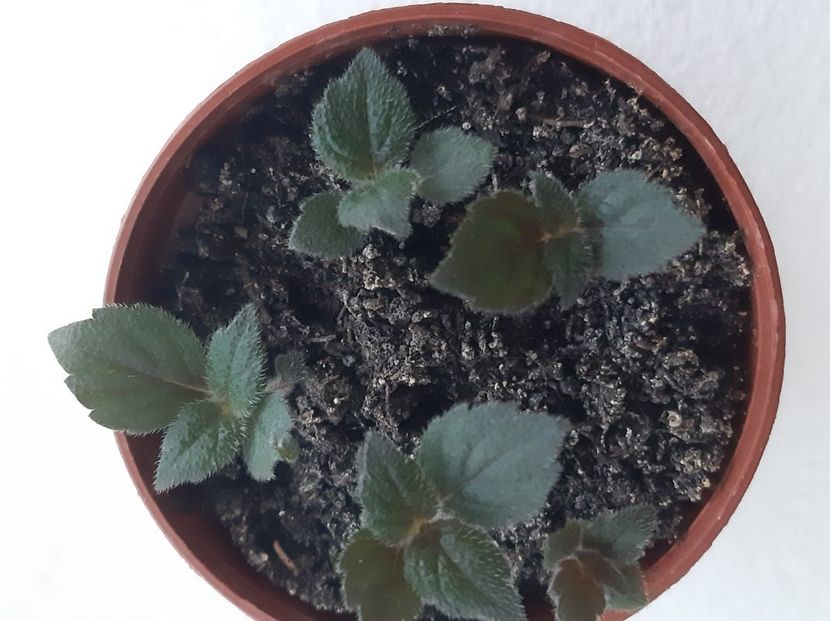 Pulcherrima - achimenes-2021