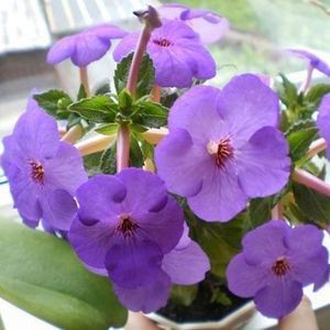 Pulcherrima - achimenes-2021