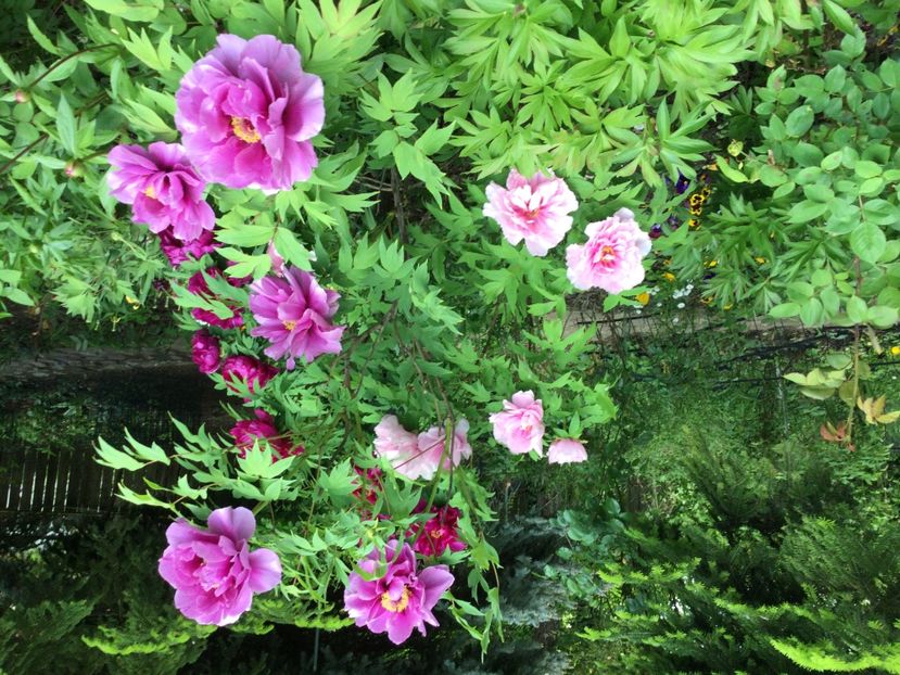 52E3FA52-252A-41D3-A8EA-AB61027B762F - Bujori arbustivi